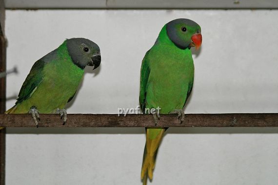 Psittacula calthropae