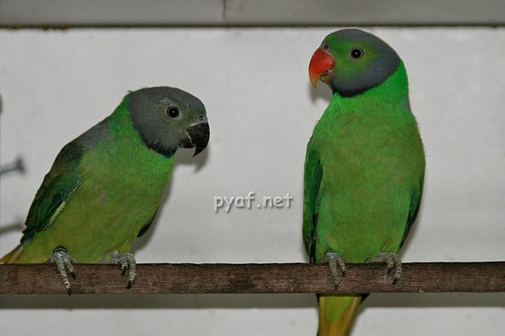 Psittacula calthropae