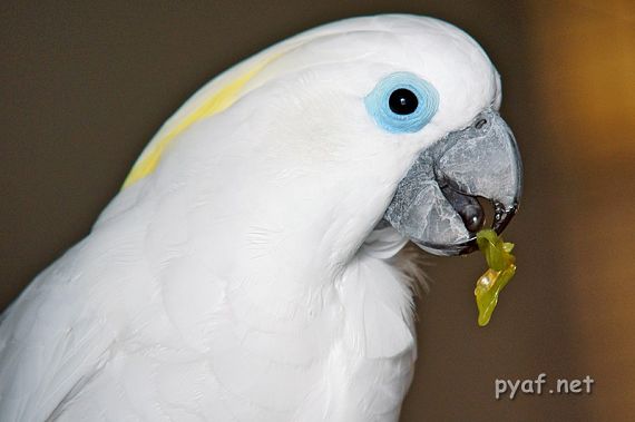 Cacatua ophthalmica