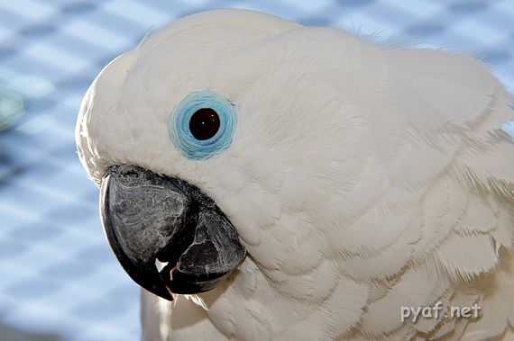 Cacatua ophthalmica