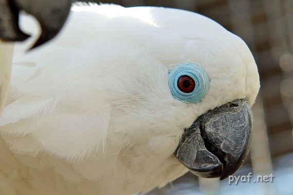Cacatua ophthalmica