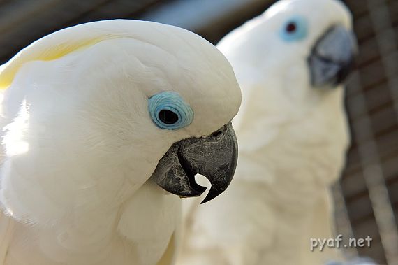 Cacatua ophthalmica