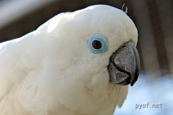 Cacatua ophthalmica