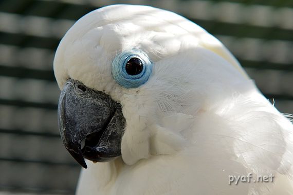Cacatua ophthalmica