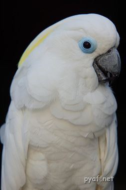 Cacatua ophthalmica