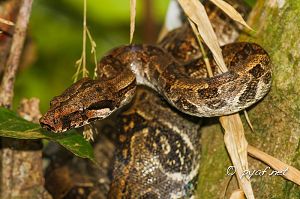 Boa constrictor orophias