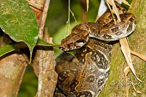 Boa constrictor orophias