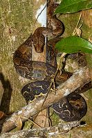 Boa constrictor orophias