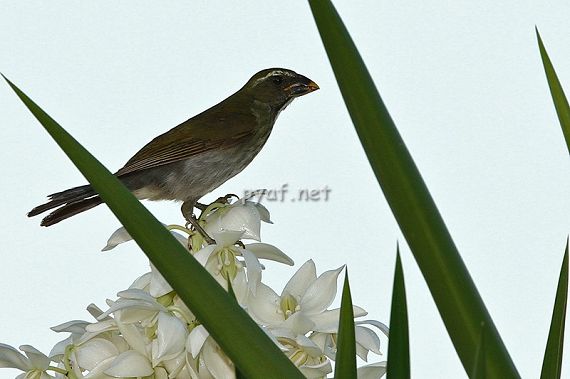 Saltator albicollis