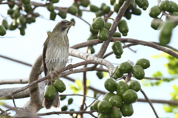 Saltator albicollis