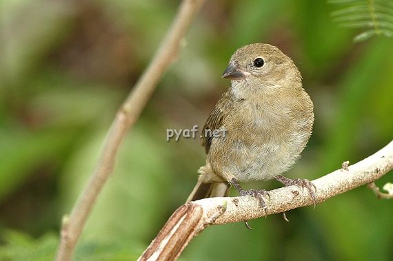 Tiaris bicolor