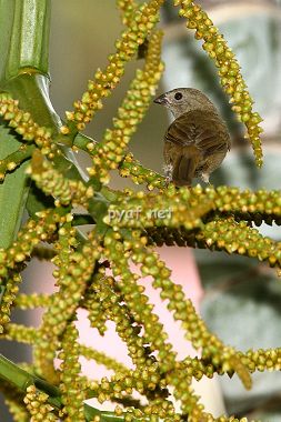 Tiaris bicolor