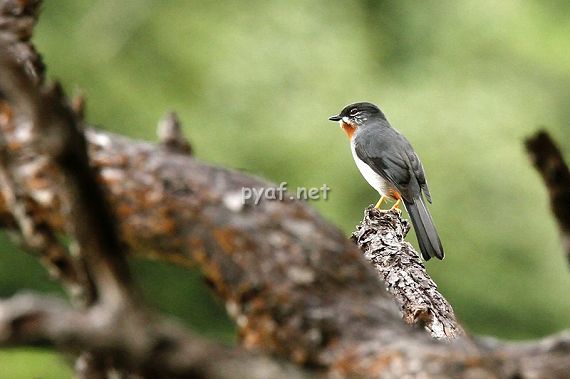 Myadestes genibarbis