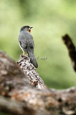 Myadestes genibarbis