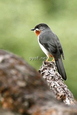 Myadestes genibarbis