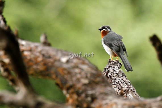 Myadestes genibarbis