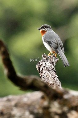 Myadestes genibarbis