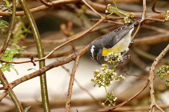 Coereba flaveola