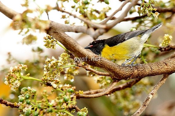 Coereba flaveola