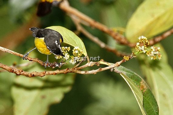 Coereba flaveola