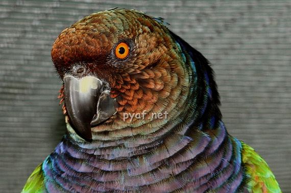 Amazona imperialis