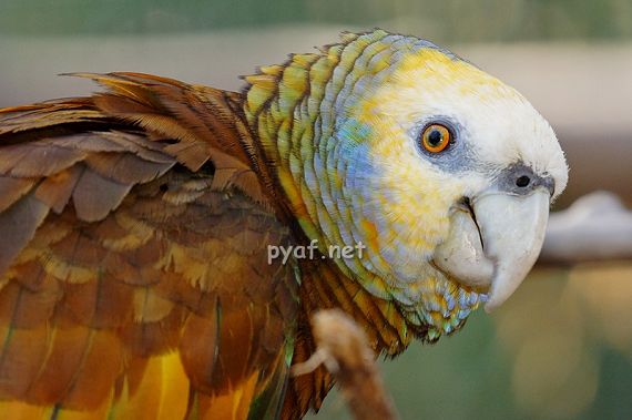 Amazona guildinguii