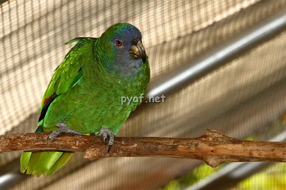 Amazona arausiaca