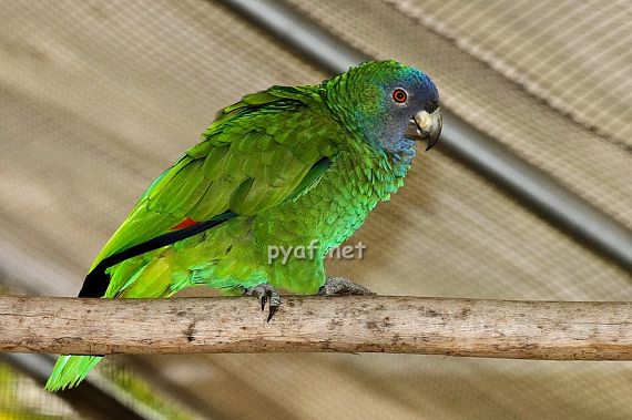 Amazona arausiaca