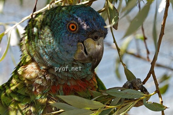 Amazona versicolor