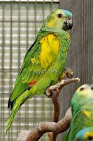 Amazona aestiva xanthopteryx