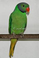 Psittacula calthropae