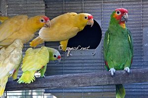 Amazona autumnalis autumnalis