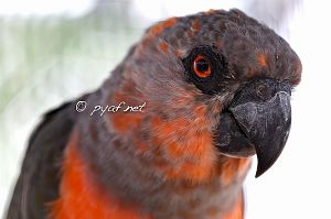 Poicephalus rufiventris