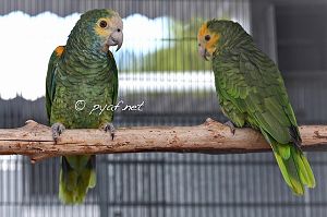 Amazona barbadensis rothschildi