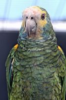 Amazona barbadensis rothschildi