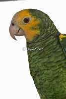 Amazona barbadensis barbadensis