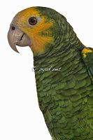 Amazona barbadensis barbadensis