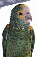 Amazona barbadensis rothschildi