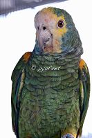 Amazona barbadensis rothschildi
