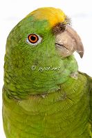 Amazona ochrocephala panamensis