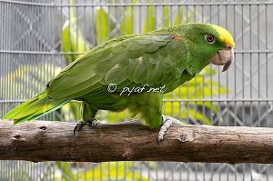 Amazona ochrocephala panamensis