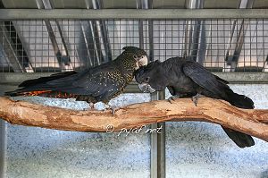 Calyptorhynchus banksii