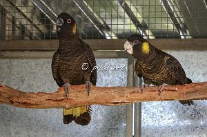 Calyptorhynchus funereus xanthanotus