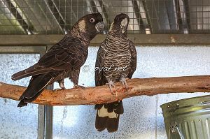 Calyptorhynchus latirostris