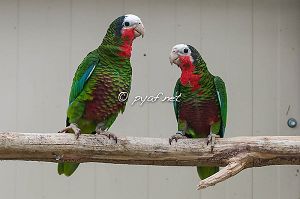 Amazona leucocephala