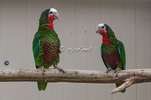 Amazona leucocephala