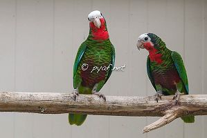 Amazona leucocephala