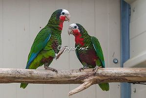 Amazona leucocephala