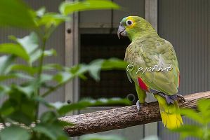 Amazona aestiva xanthopteryx