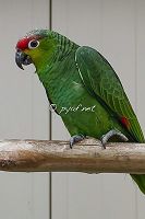 Amazona lilacina